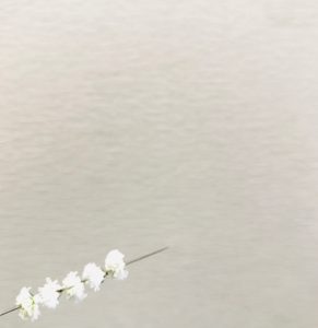 かすみ草 フレッシュのかすみ草で作る小さなレイ ブライダルリボンレイのオーダー Pualipine リボンの花
